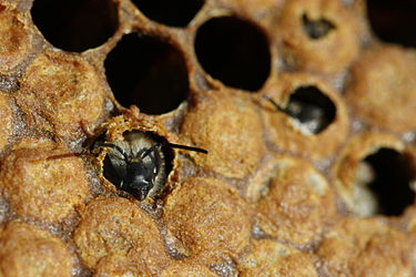 Пчела-матка прорубает себе путь в мир улья и ей пока не известно, как этот мир её встретит