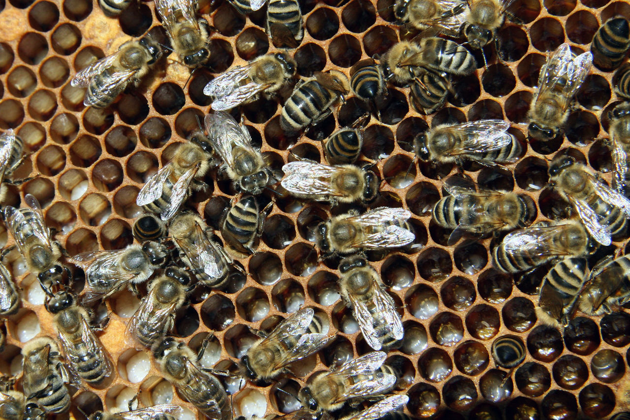 Пчёлы-кормилицы выкармливают трутней, которые в будущем будут являться важным звеном для выживания пчелиной семьи