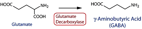 При помощи фермента глутаматдекарбоксилазы (GAD) из нейромедиатора глутамата получается другой нейромедиатор - ГАМК