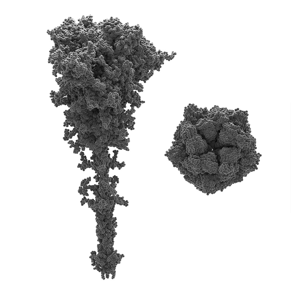 S-белок (слева) и E-белок (справа). Изображения не в реальном масштабе по отношению друг к другу