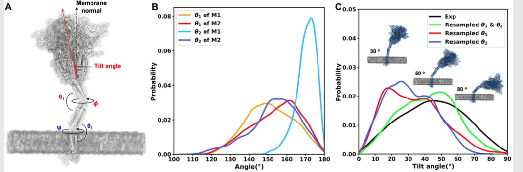 Иллюстрация, показывающая сгибы и вращение S-белка.Choi et al. / Journal of Chemical Theory and Computation, 2021