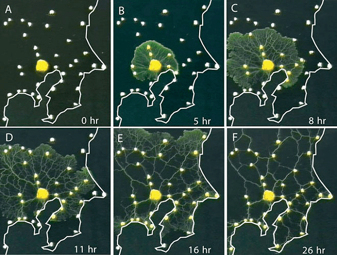 Рис. 4. Плазмодий строит транспортную систему Японии: еда размещена на модели-карте в точках расположения крупных городов Японии. Мы можем видеть,как через сутки плазмодий сформировал сеть, практически совпадающую с  дорожной картой Японии. Эксперимент 2010 года.