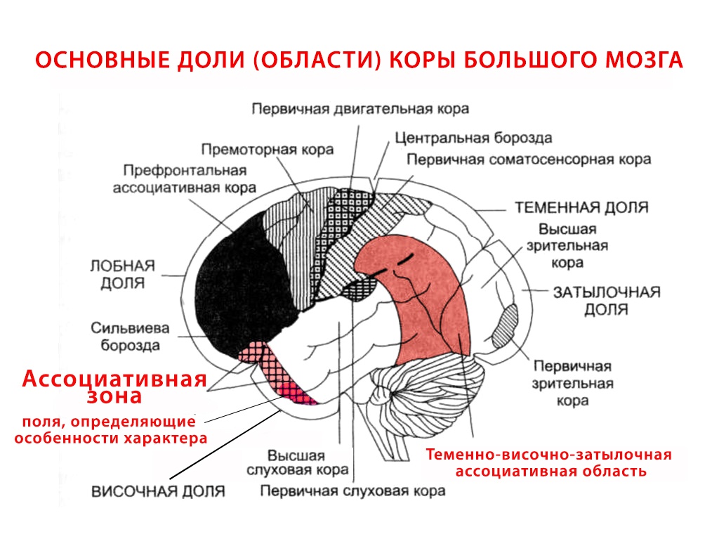 Мозг мужской и женский. Причины различий и следствия - 3