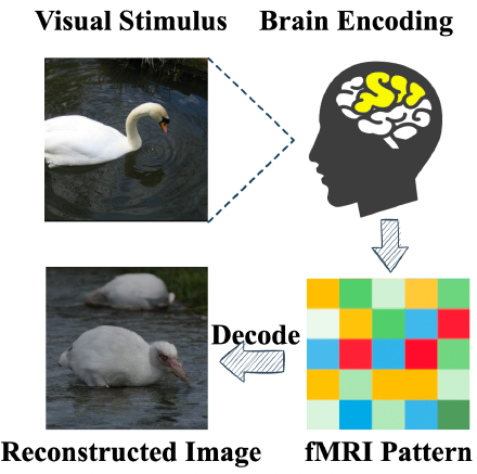 Как нейросеть MinD-Vis преобразует активность мозга в изображение - 3 image