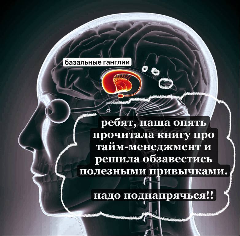 Базальные ганглии трудятся в поте лица, чтобы вы, не задумываясь, вели машину по знакомому маршруту, чистили зубы после еды и выполняли другие механические действия.