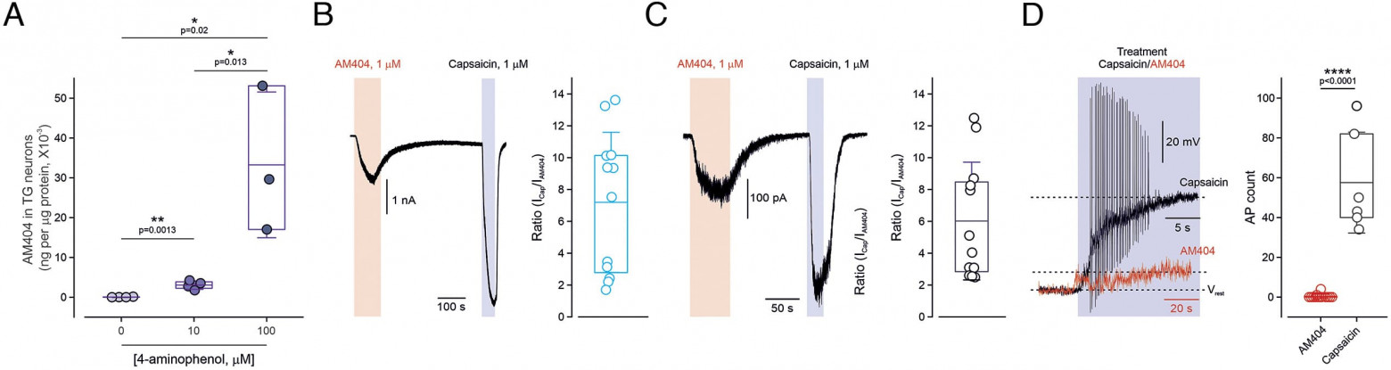 Секрет парацетамола: остановить боль в месте ее зарождения - 2