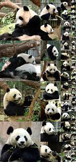 Uncurated 512 × 512 DiT-XL/2 samples. Classifier-free guidance scale=2.0 Class label=“panda” (388)