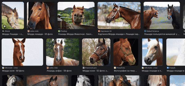 Как мы научили нейросеть узнавать 10 000 лошадей «в лицо» и чуть не сошли с ума - 1 Как мы научили нейросеть узнавать 10 000 лошадей «в лицо» и чуть не сошли с ума - 1