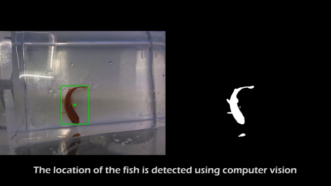 Fish on Wheels: самоходный аквариум с золотой рыбкой на основе Arduino + Beagleboard Fish on Wheels: самоходный аквариум с золотой рыбкой на основе Arduino + Beagleboard
