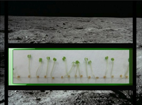 NASA планирует послать на Луну живые растения в 2015 году в рамках программы Lunar X Prize от Google