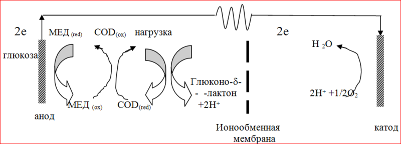 Биотопливные элементы своими руками