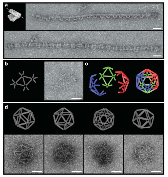 ДНК оригами: как из ДНК делают интересные штуки нанометрового размера
