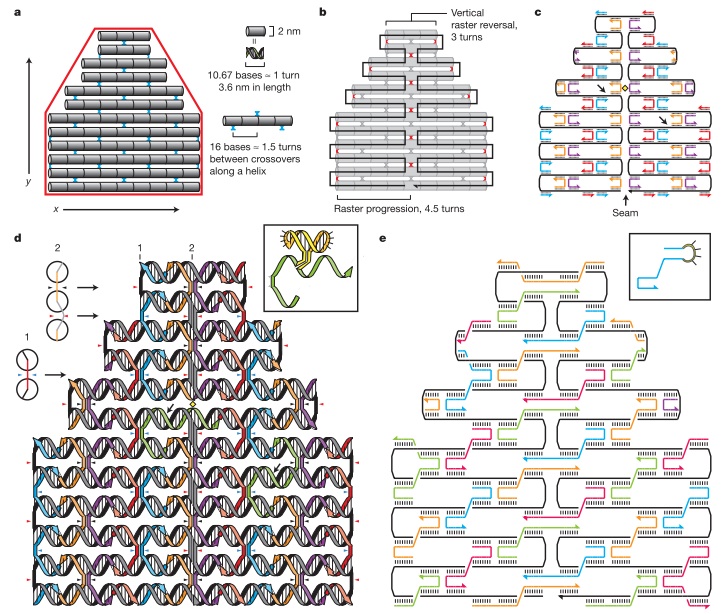 ДНК оригами: как из ДНК делают интересные штуки нанометрового размера