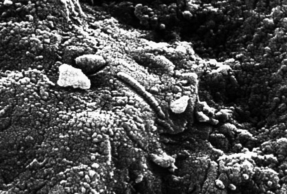 Жизни нет, населена роботами image