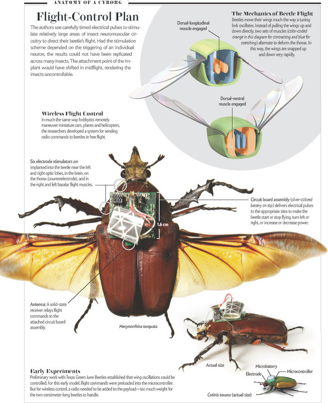 Могут ли насекомые быть запчастями?
