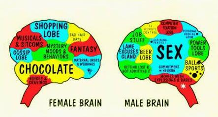 Половая дифференциация мозгов