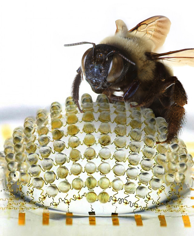 Широкоугольная линза с нулевыми искажениями сделана по образцу глаза насекомого