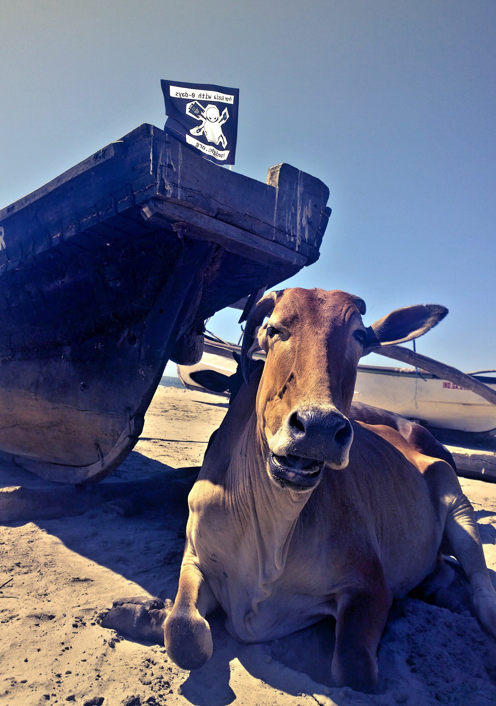 Священная корова, карма и усы: как и почему индусы неравнодушны к ИБ