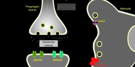 Влияние глиальных клеток на синаптическую связь: скорее да, или скорее нет?