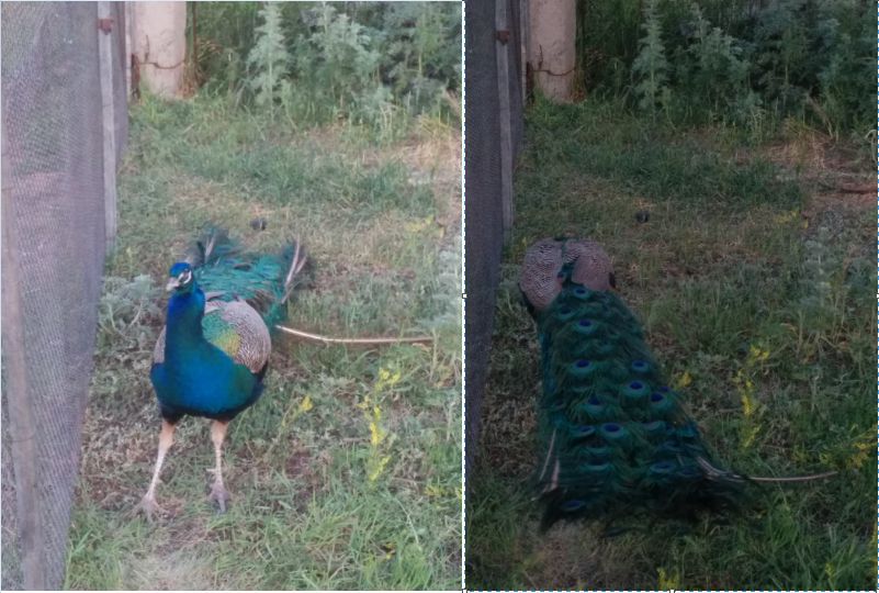 Yota Team Rescue Rangers! или Один день из жизни тестировщика Yota