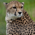 Slow Cheetah