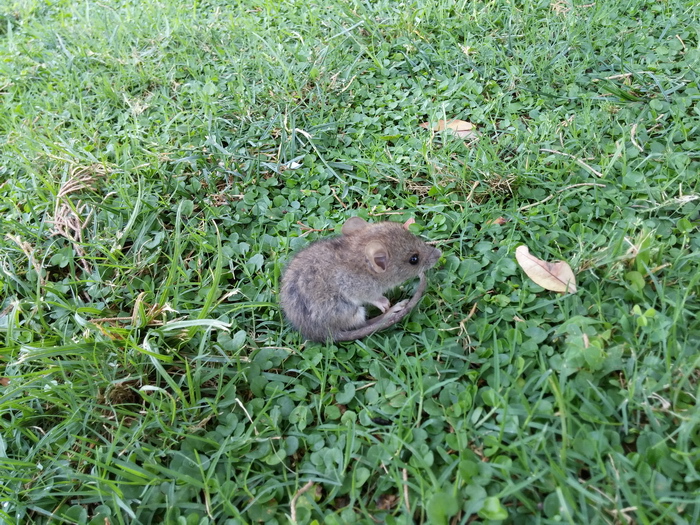 LG G3: снаружи и внутри самого четкого в мире смартфона LG G3: снаружи и внутри самого четкого в мире смартфона