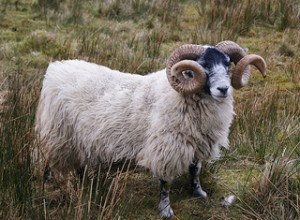 Как работает GIL в Ruby. Часть 3. Делает ли GIL ваш код потоко безопасным?