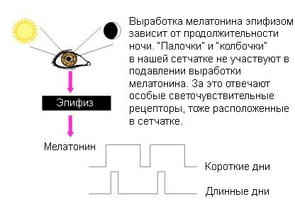 Биохакинг сна: подтверждённые наукой советы