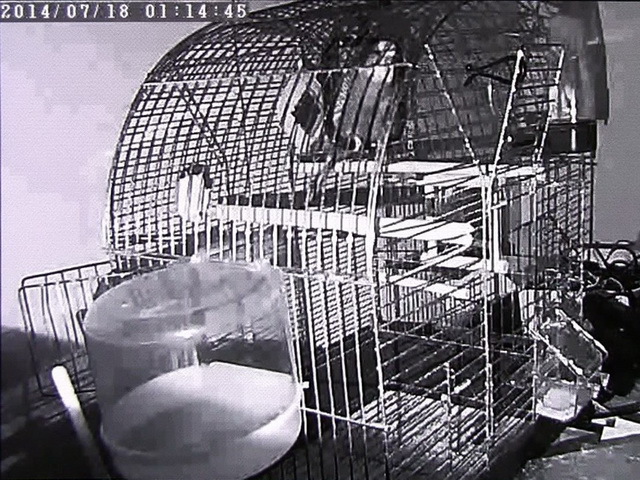 Домашнее видеонаблюдение «без осложнений»: обзор AdvoCam HappyCam Домашнее видеонаблюдение «без осложнений»: обзор AdvoCam HappyCam