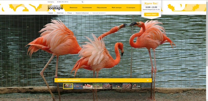 «Бюро Пирогова» разработало новый сайт Московского Зоопарка