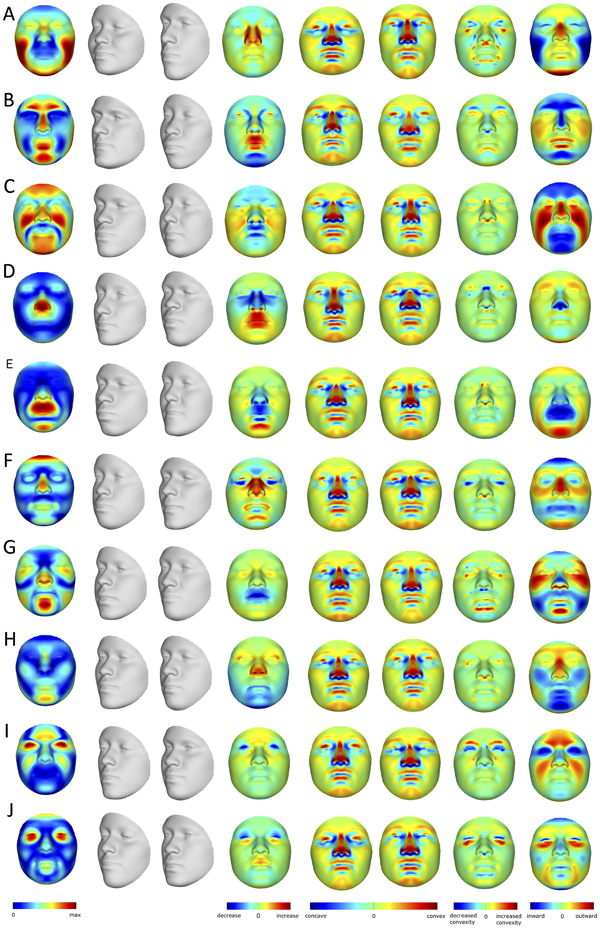 3D моделирование формы лица по генам человека 3D моделирование формы лица по генам человека