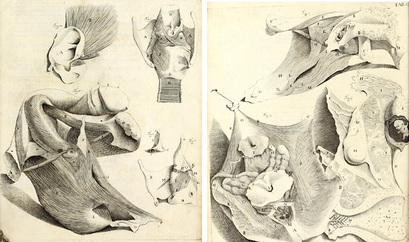 Медицинская анатомическая иллюстрация — история изучения тела человека в атласах 5 столетий. Часть 2