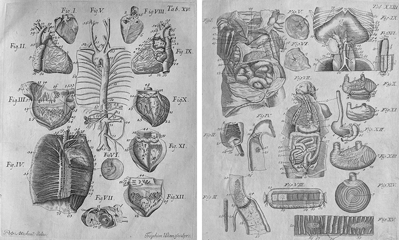 Медицинская анатомическая иллюстрация — история изучения тела человека в атласах 5 столетий. Часть 2