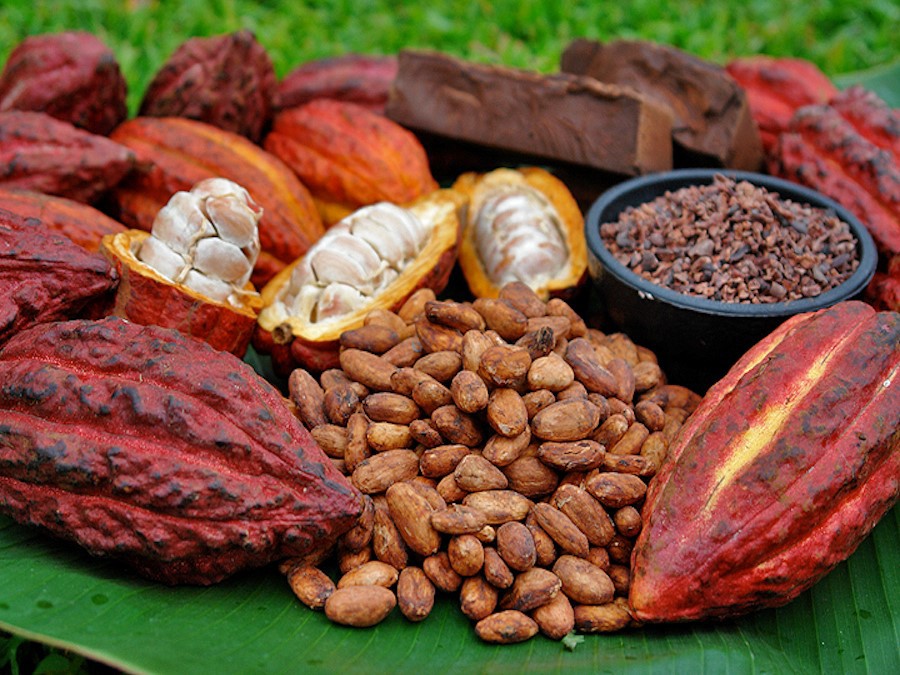 Расшифровка генома какао поможет развитию шоколадной индустрии