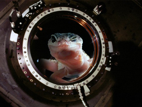 Физические и биологические спутники серий «Фотон» и «Бион»