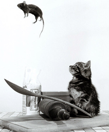 Игра «жизнь», Хаос, «чёрный лебедь», этногенез и как все это связанно image