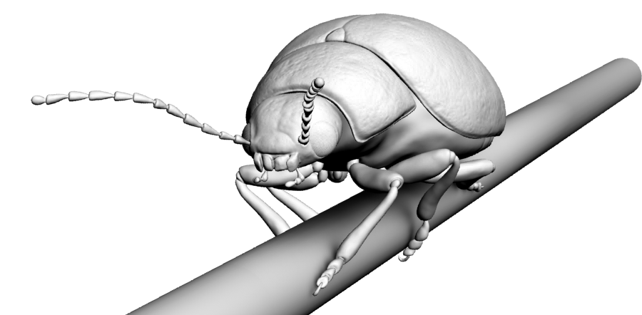 Моделирование жука Моделирование жука