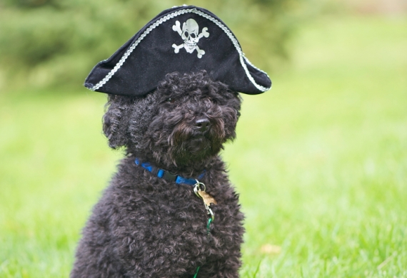 Этот пудель кусается: использование дыр в протоколе SSL 3.0 Этот пудель кусается: использование дыр в протоколе SSL 3.0