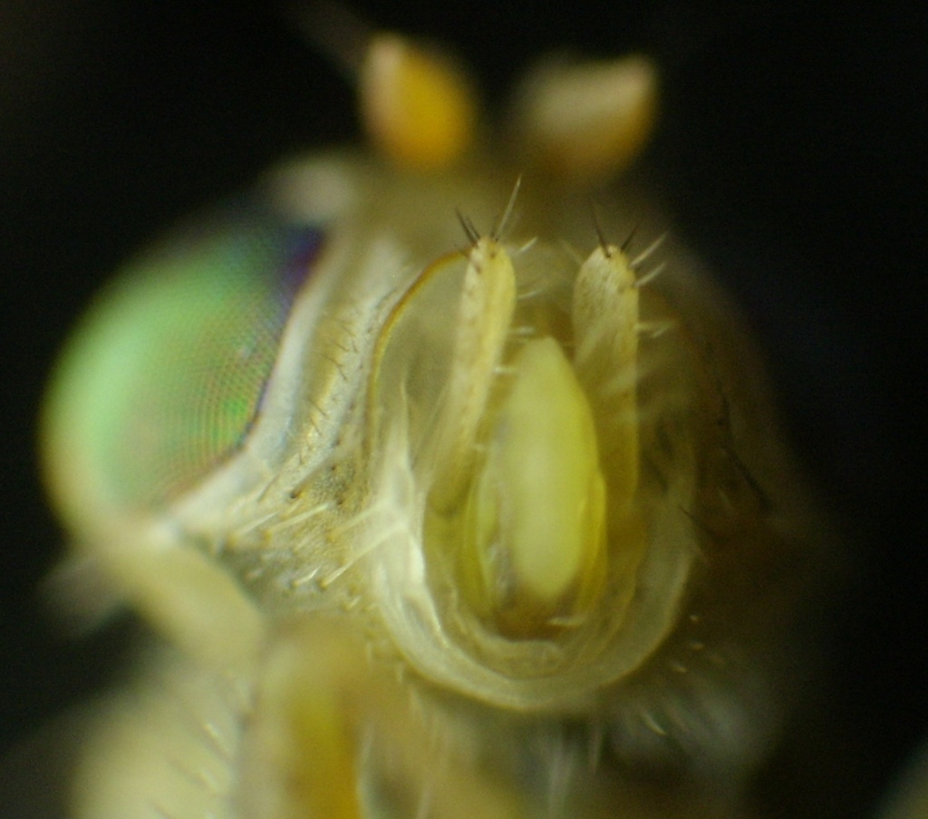 Микроскоп + фотоаппарат. Как смотреть и фотографировать крошечные вещи