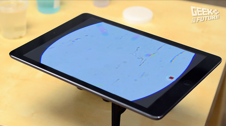 MicrobeScope: таращимся на инфузорий - 13 MicrobeScope: таращимся на инфузорий - 13