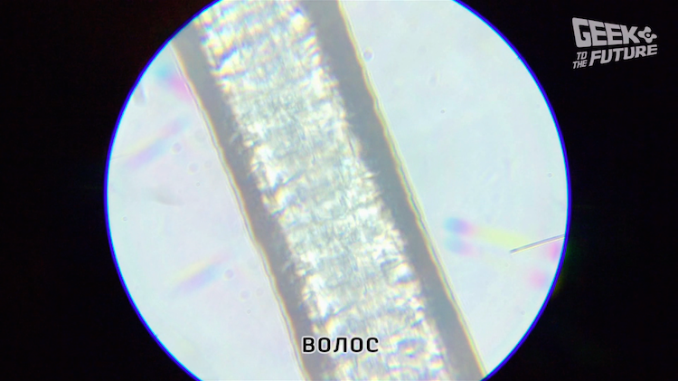 MicrobeScope: таращимся на инфузорий - 7