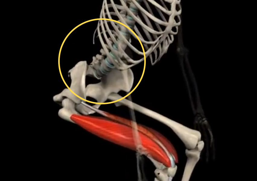 To squat or not to squat? - 2