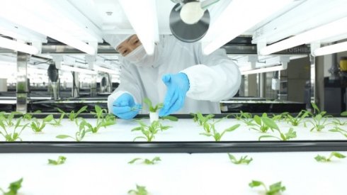 Toshiba займётся выращиванием чистых овощей