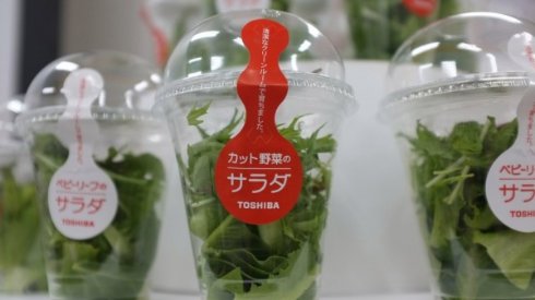 Toshiba займётся выращиванием чистых овощей