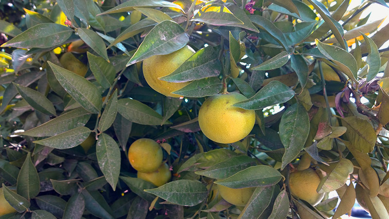 Фриланс на Кипре - 5 Грязные полуспелые мандаринки