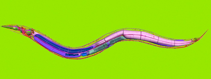 OpenWorm — международный проект по созданию компьютерной модели червя - 1