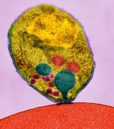 Полимерные наночастицы не позволят возбудителю малярии проникать внутрь эритроцитов - 1 image