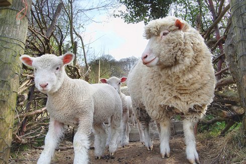 Жители Британии будут «получать» интернет по Wi Fi от овец
