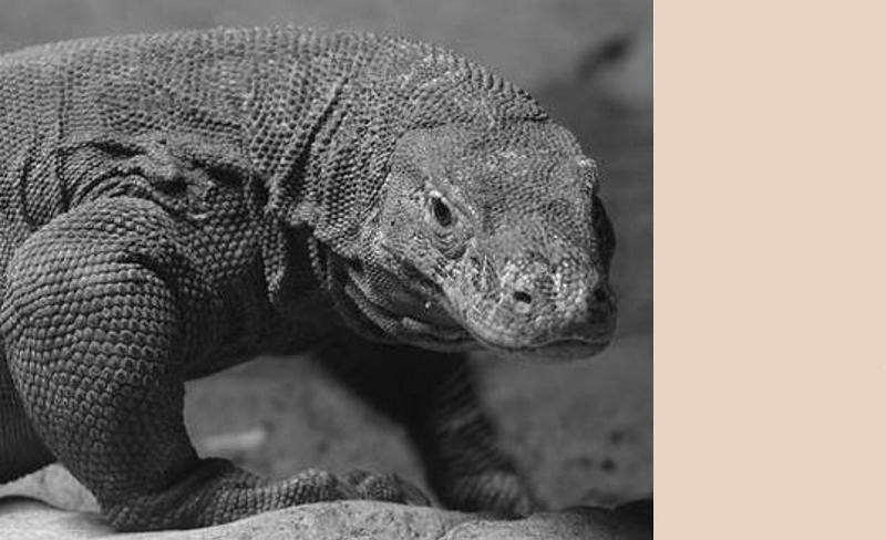 Komodo 8: новый чемпион мира по шахматам - 2 Komodo 8: новый чемпион мира по шахматам - 2