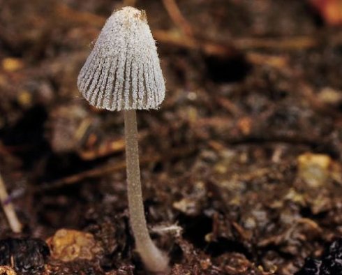 Чудеса природы: как рождаются грибы (видео)